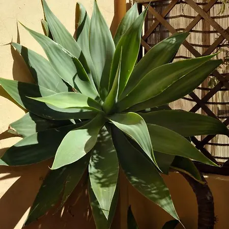 Lägenhet Giardino In Citta; Centralissimo Sanremo