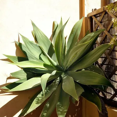 Apartamento Giardino In Citta; Centralissimo