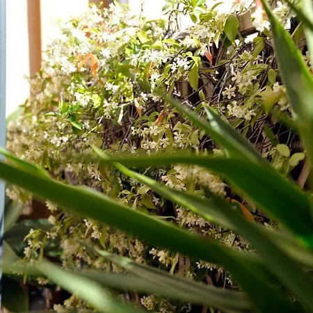 Giardino In Citta; Centralissimo Apartamento San Remo