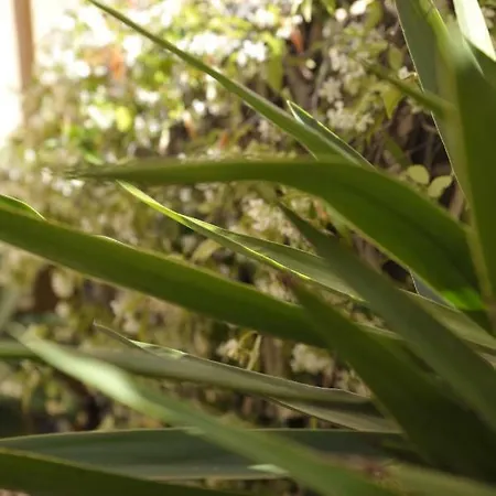 Giardino In Citta; Centralissimo * サンレモ