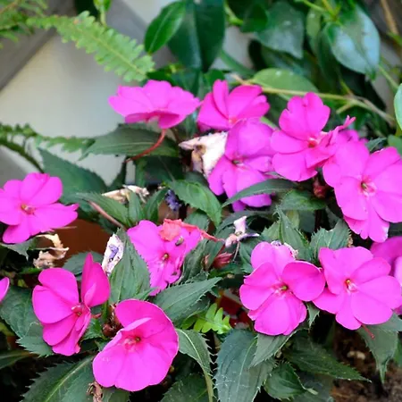 Giardino In Citta; Centralissimo *